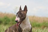 BULL TERRIER MINIATURE 007